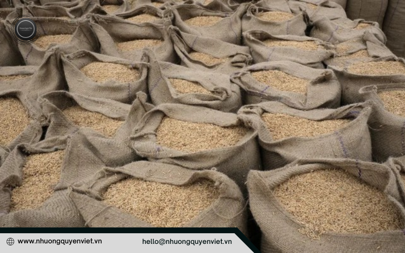 Ấn Độ cấm xuất khẩu gạo non-basmati